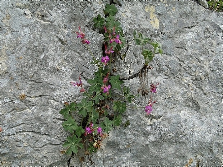 Geranium macrorrhizum